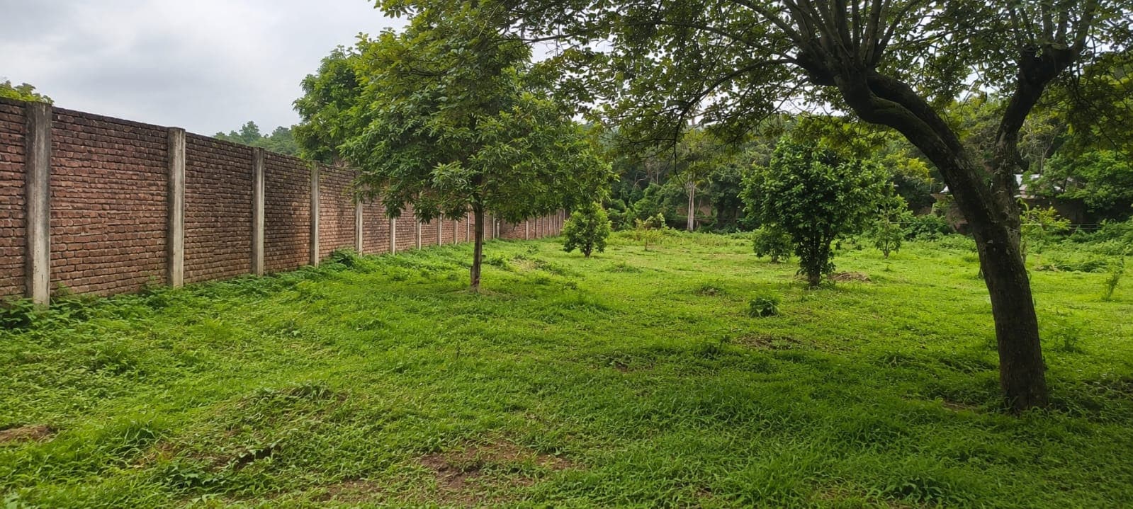 Interior tree line, boundary wall