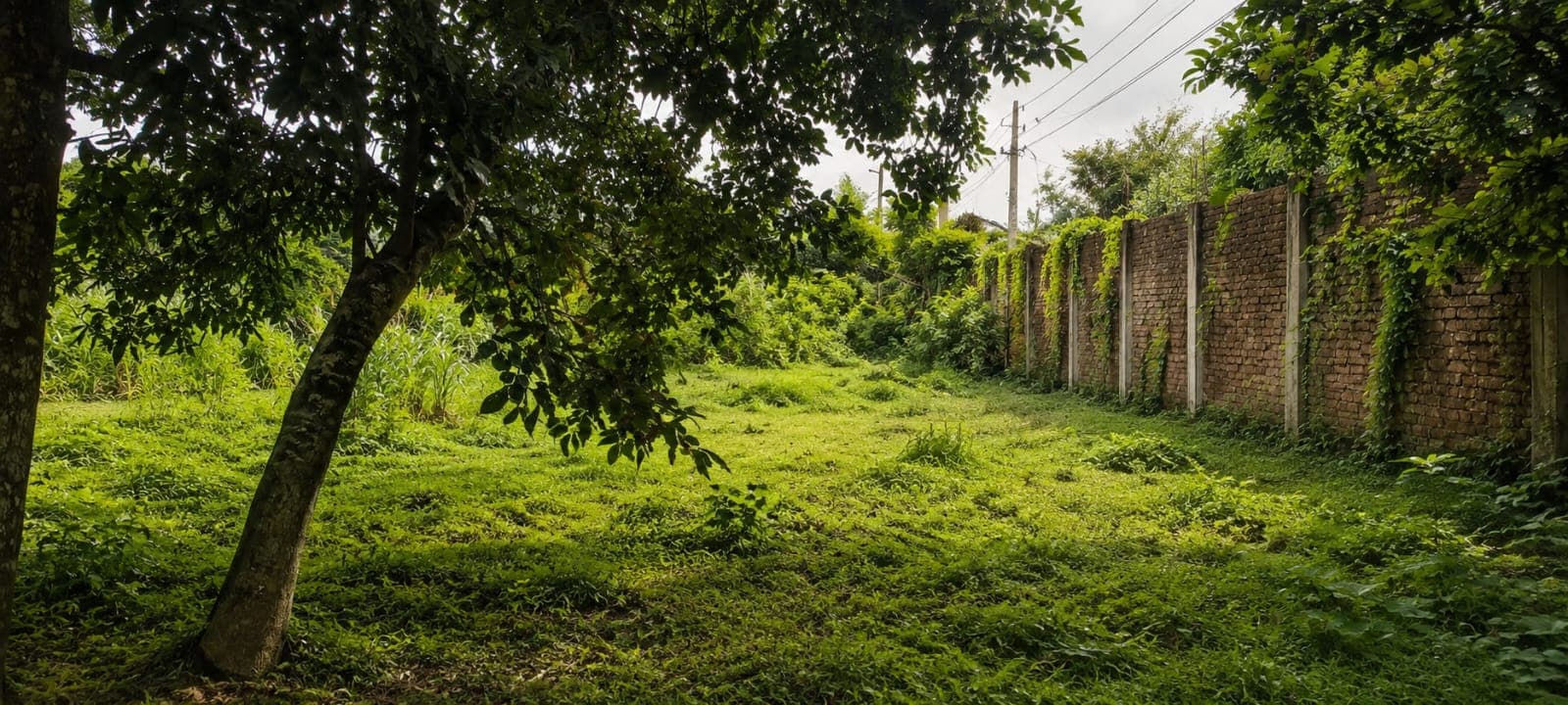 Boundary wall, wooded edge